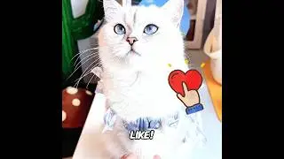 This is the smartest cat I've ever seen! 🐱🧠🏆#cat #pets #funny #cute #shorts #short