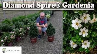 Diamond Spire® Gardenia - New Plant Alert - Fragrant Flowers