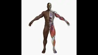 Cannabis Fitness: Unlocking the Secrets of Life Long Health