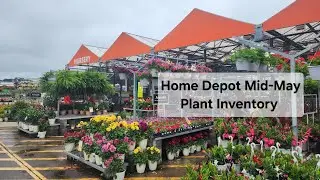 Home Depot Garden Center Mid- May Plant Inventory. So many Plants! GA/Zone 8a.