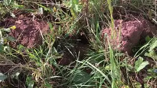 Wasp nest at St Thomas allotments - October 2018