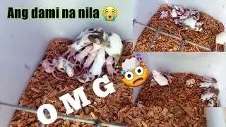 Baby Mice | white mice | breeding mice | StillThree Tv