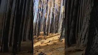 Mt Ralston, El Dorado National Forest, after the fire