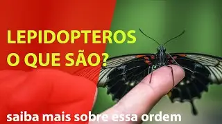 o que s&atilde;o lepid&oacute;pteros? Insetos? borboletas?
