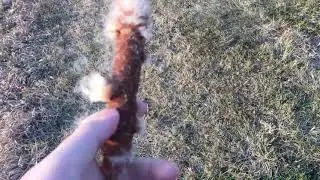 Cat tail explosion