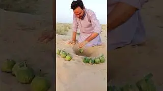 Hiding Green fruit 🍏 in Desert sand #survival #camping #outdoors #lifehacks #buscraft #experiment