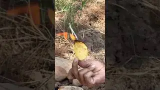 Survival skills : chips fire starter #camping #survival #bushcraft #survivalskills