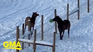 Horse and wild elk love to &lsquo;play ball&rsquo; together l GMA