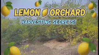 Lemon Orchard Update | How Long Lemon Trees Take to Grow? 🌿🍋 Village Sunset View