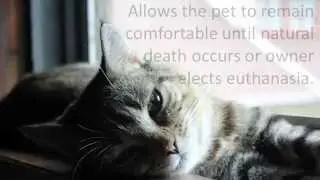 Veterinary Hospice Care