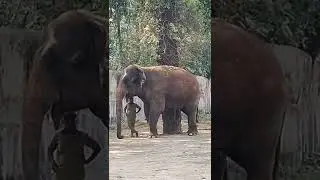 Elephant in Byculla Zoo ( Rani Bauge) #mumbai #shorts #ytshorts