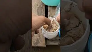 Bait for catfish fishing 🎣#fishing