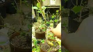 cukur biar ganteng #bonsaisancang #bonsai #inspirasibonsai #belajarbonsaipemula #sachiokreatif07