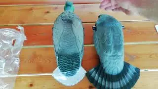 Новинка! Чучело голубя-вяхиря LUCKY DUCK