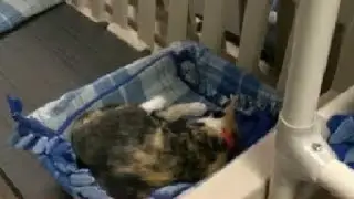 Protecting pets ahead of storm