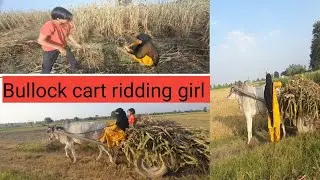 farming Girl #Hard working girl# Bullock cart Driving