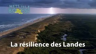 Landes : comment rebâtir la plus grande forêt de France après le chaos ?