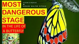 survival of a butterfly  lifecycle #PaintedJezebel   #Deliashyparete