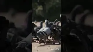 How City Birds Master Urban Life! #wildlifewonders #facts