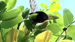 Remember To Bee Kind To Our Pollinators! A Cannabis Crone Minipod.