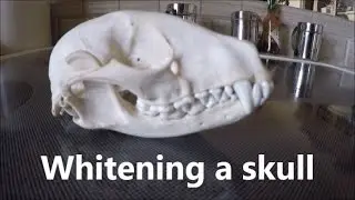 Whitening a skull; How to 