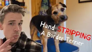 Watch me STRIP&hellip;. This Border Terrier