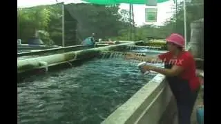 RAS SYSTEM FOR TILAPIA GROW