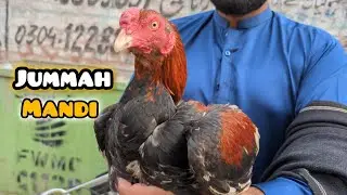 Faisalabad jummah Birds Mandi New Update 2025 #Mandi Ka sasta sasta Aseel Murga