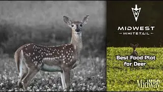 What is the best food plot for deer? | Midwest Whitetail