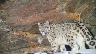 snow leopards my beloved