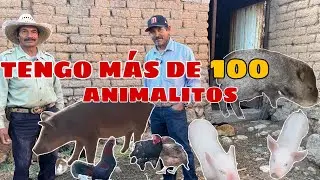 TENGO PUERCOS,CONEJOS,GALLINAS,PATOS,BORREGAS,CHIVAS,BURROS,PERROS,GATOS Y UN JABALÍ 