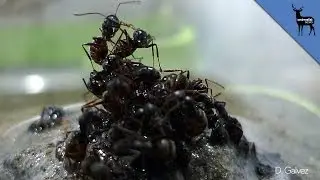 Ants Build Floating Raft Out Of Their Babies
