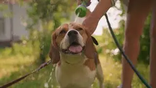 Why Dogs Roll in Dead Animals: The Surprising Instinct Behind This Smelly Behavior 🐶💩