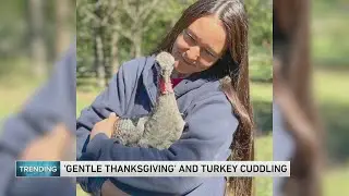 Animal sanctuary offers 'Gentle Thanksgiving' and turkey cuddling