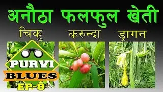 अनौठा फलफुल जुन तपाइले नखाएको र नदेखेको हुनुपर्छ । झापामै गरिदैछ खेती । स्वास्थ्यमा राम्रो प्रभाव ।
