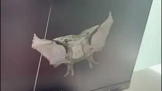 VIDEO ESFENOIDES ERNESTO QUINTAL Y FERNANDA POOL
