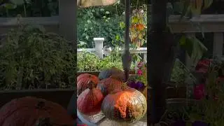 🎃BEST time to HARVEST FALL Pumpkins 🎃 #pumpkin #fall #harvest #2023