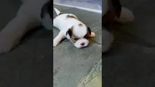 FILHOTE FAZENDO FOFURA #pets #cachorro #vlogdecasal #puppy #pets