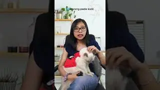 gejala scabies kucing #kucing #faktakucing #perawatankucing