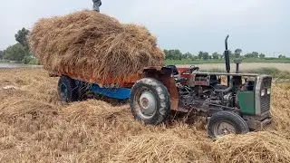 MF 240 green tractor with loaded troloy