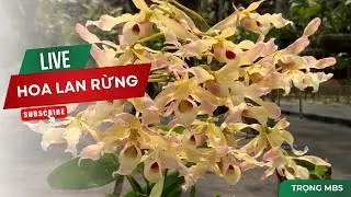 Sale hết nghỉ Tết sớm anh chị