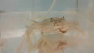 Blue Crabs Feeding (Blue Crab Genome Initiative)
