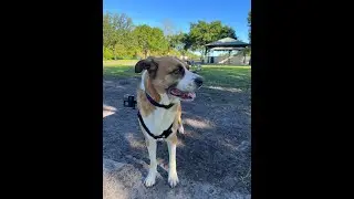 Winter Springs Dog Park