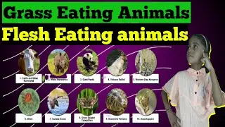 grass eating and flesh eating animal | food of animals for class 1 | #animalsfood