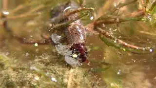 Larva of a Summer Fishfly AKA Hellgrammite (Chauliodes pectinicornis)