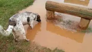 My dog Jewels @ Bolivar road dog park searching in water after a long hot spell here in Adelaide