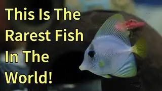 Only 12 Of These Fish Will Ever Live (Yurple Tang)