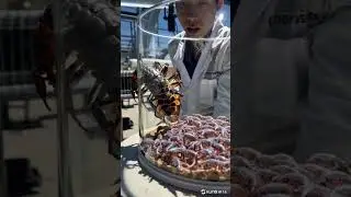 It Was Never Just a Scorpion