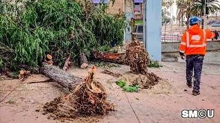 𝗨𝗣𝗥𝗢𝗢𝗧𝗘𝗗: Crews Cut Down Peppermint Gum Trees for Pier Bridge Utilities