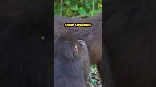 Discover The Most Astonishing Animal Eating Habits